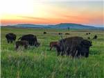 View larger image of Buffalo and calves gazing at ELKHORN RIDGE RV RESORT  CABINS image #6