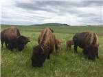 Buffalo and their calves nearby at Elkhorn Ridge RV Resort & Cabins - thumbnail