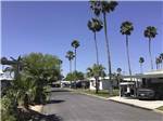 View larger image of Palm trees by the paved roads at PALM GARDENS 55  MH  RV RESORT image #6