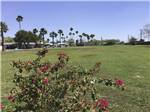 View larger image of A large grassy area with flowers at PALM GARDENS 55  MH  RV RESORT image #9