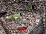 Birds on ground - thumbnail