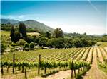 A lush vineyard - thumbnail