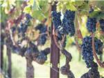Wine grapes on the vine - thumbnail