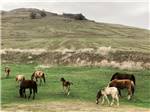 Horses grazing in a field at Klamath Ranch Resort / Blue Heron RV Park - thumbnail