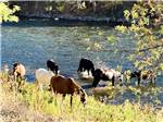 Horses wading in the river at Klamath Ranch Resort / Blue Heron RV Park - thumbnail