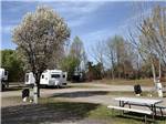 A tree and table at a gravel site - thumbnail