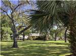 View larger image of A large grassy area  at MAJESTIC OAKS RV RESORT image #12