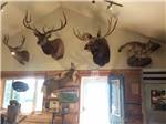 The mounted animal heads above the front door at TWIN PINES RV PARK & CAMPGROUND - thumbnail