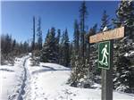 A snowshoe trail leads into a winter forest at GRANDE PRAIRIE REGIONAL TOURISM ASSOCIATION - thumbnail