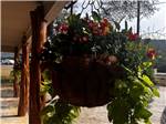 Hanging planter at STARS OVER TEXAS RV PARK - FRIO - thumbnail