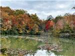 A view of the pond and fall foliage - thumbnail