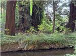 Big trees on the banks of the stream - thumbnail