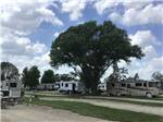 A large tree in the middle of a group of RV sites at LAKESHORE RV RESORT & CAMPGROUND - thumbnail