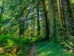 A person hiking thru the trees - thumbnail