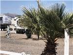 A palm tree near the RV sites at 3 DREAMERS RV PARK - thumbnail