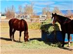 Two brown horses eating hay at KIVA RV PARK & HORSE MOTEL - thumbnail