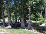Trees on the bank of the river - thumbnail