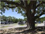 View larger image of A large shade tree near the RV sites at PENSACOLA RV PARK image #6