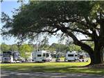 View larger image of Enormous tree in front of some RV sites at PENSACOLA RV PARK image #7