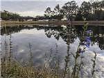 View larger image of Overlooking the pond at PENSACOLA RV PARK image #12