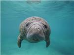 View larger image of A manatee in the clear blue water nearby at LEVY COUNTY VISITORS BUREAU image #5