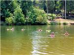 People swimming in the lake at THOUSAND TRAILS FOREST LAKE - thumbnail