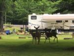 Three deer on a grass site at Silver Lake Resort - thumbnail