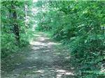 A walking trail in the woods at WILLS CREEK RV PARK - thumbnail