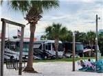 View of the palm trees by the RV sites - thumbnail