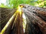 Looking up at giant redwood trees nearby at SHORELINE RV PARK - thumbnail