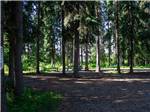 View larger image of Tall trees overlook forest clearing at TANANA VALLEY CAMPGROUND image #6