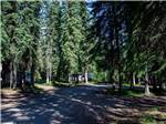 View larger image of Tall trees overlook campsite at TANANA VALLEY CAMPGROUND image #7