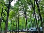Travel trailers parked in sites surrounded by tall trees at APPLE CREEK CAMPGROUND & RV PARK - thumbnail