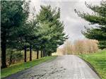 Tree lined road through the park at Timbercrest Camp and RV Park - thumbnail