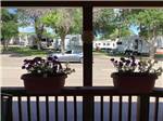 A couple of potted flowers at GREAT FALLS RV PARK - thumbnail