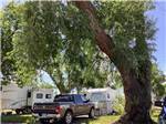 A large tree next to an RV site at GREAT FALLS RV PARK - thumbnail