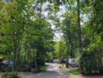 RVs parked under trees at Nelson's Family Campground - thumbnail