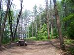 A picnic table surrounded by trees at CLEARWATER CAMPGROUND - thumbnail