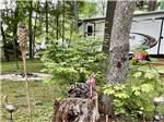 View larger image of Trees surrounding an RV site at BONNIE BRAE CABINS  CAMPSITES image #10