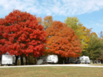 Trailers under large trees in the fall at Yogi Bear's Jellystone Park at Pine Lakes - thumbnail