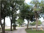 Road flanked by trees leads to RVs at COVERED WAGON RV RESORT - thumbnail
