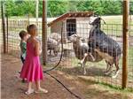 View larger image of A couple of kids looking at goats at TAMWORTH CAMPING AREA image #4