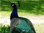 A large, beautiful peacock walking at HIDDEN ACRES FAMILY CAMPGROUND - thumbnail