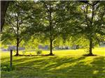 View larger image of A grassy field with trees at BEACON HILL CAMPING image #10