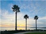 Palm trees and the ocean at sunset - thumbnail