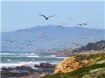 Seagulls flying over the shore - thumbnail