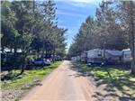 The dirt road going thru the RV sites at SCOTIA PINE CAMPGROUND - thumbnail