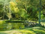 A bunch of ducks going into the lake at WOODS VALLEY KAMPGROUND & RV PARK - thumbnail
