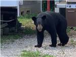 A black bear walking thru the campsites at BONITA LAKE RV RESORT - thumbnail