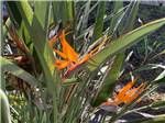 A bird of paradise plant at BONITA LAKE RV RESORT - thumbnail